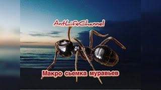 Макро съемка муравьев! Муравьиная ферма ! Муравьи Messor Structor