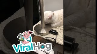 Lamp Licking Kitty Puts on Light Show || ViralHog