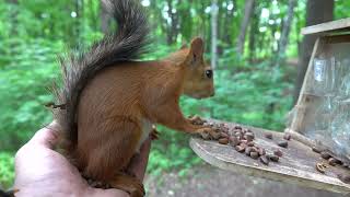 Про белку, которая любит есть орешки с ладони / Squirrel in the palm of your hand