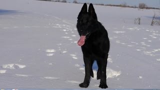 Восточно-европейская овчарка,samsayron 2012-2