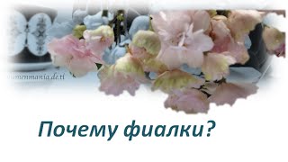 Фиалки Моё хобби Презентация Power Point Präsentation