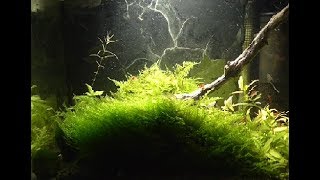 Рождественский мох. Мохнатка Водяного прямо в аквариуме.
