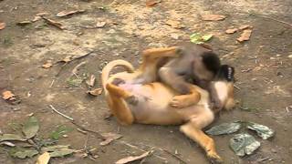 Monkey wrestling a dog