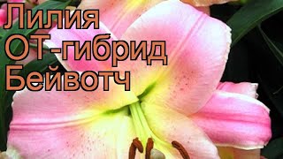 Лилия от-гибрид Бейвотч (lilium ot-hybrid baywatch) ? обзор: как сажать, луковицы лилии Бейвотч