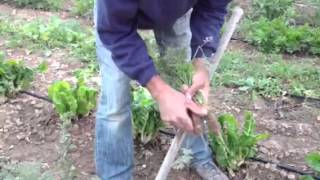 Fernando Ros, ecoagricultor