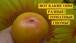 Томаты. О Томатных Гномах подробно, обзор каждого сорта отдельно. Часть 1.