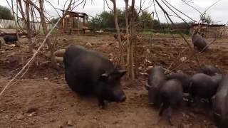 Различия в подвидах вьетнамских свиней / Vietnamese pig