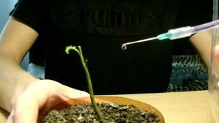 Капельный полив для комнатных растений своими руками