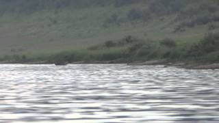 Северный олень на реке Подкаменная Тунгуска