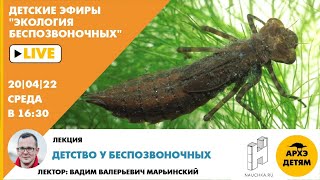 Детский эфир "Детство у беспозвоночных" курса "Экология беспозвоночных" Вадима Марьинского