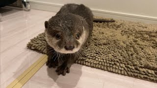 お風呂の後カワウソ流の体の拭き方を教えてくれるカワウソ otter teaches me how to wipe myself after a bath, otter style.