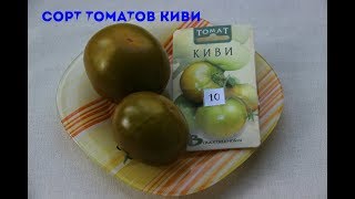 Сорт томатов Киви