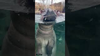 Fiona and Fritz Hippos Out on Warm January Day - Cincinnati Zoo #shorts