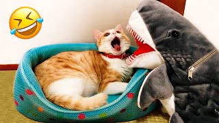 Funniest Animal Videos 2022 - Funny Dogs And Cats Videos