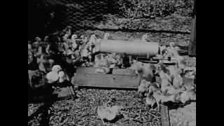 Farming History in America: Farming in the 1920s & 1930s - CharlieDeanArchives / Archival Footage
