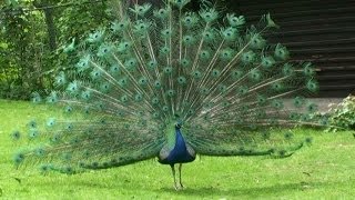Peacock farted. Павлин пукнул.