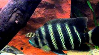 Tilapia buttikoferi