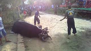 BANTENGAN GIRASS!!!KHAS GAYATRI ROJO KOYO!!!