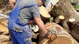 Husqvarna 372xp & stihl ms880 working together