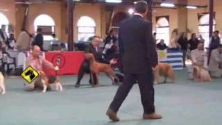 "Perros en acción" Santa Fe Kennel Club