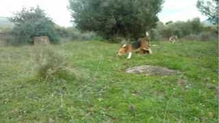Beagle in azione su coniglio selvatico. beagle hunt rubbit running
