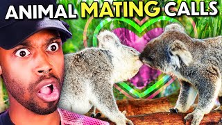 Can You Guess The Animal From The Mating Call?!