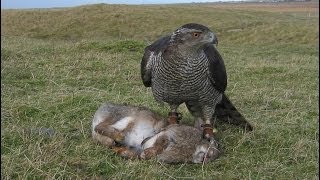 Goshawk chasing Rabbits, Falconry, Mrs Robinson 3