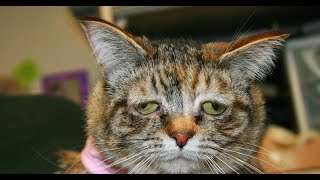 Почему с утра не завелась Приора? Часть 1