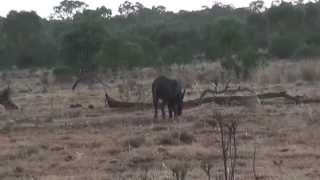 The Pig Hunting DVD issue 14 trailer