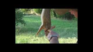 Rabbit versus Scorpion... basic slingshot shooting and hunting