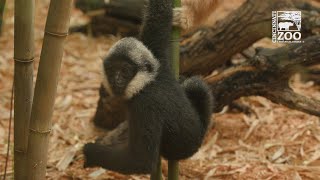Baby Gibbon Kip and Surrogate Moms Skittles and M&M Make Debut in Jungle Trails- Cincinnati Zoo