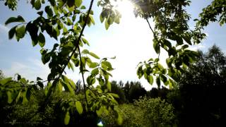 Relaxing Nature Music Swedish - Leaves of a Tree from the Sun Sounds of Birds