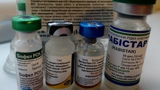 Прививки собакам. Прививки кошкам. От чего вакцинируют домашних животных. Дети Фауны